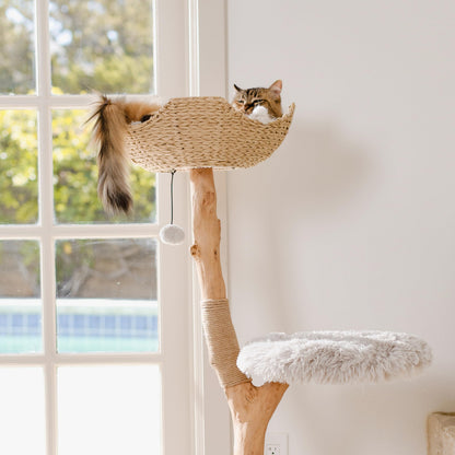 Modern Real Wood Cat Tree Tower with Condo and Climbing Branch
