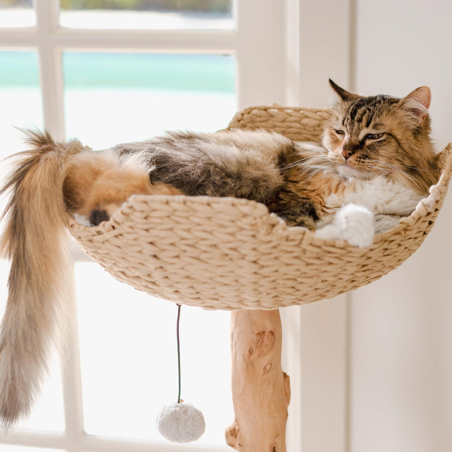 Modern Real Wood Cat Tree Tower with Condo and Climbing Branch